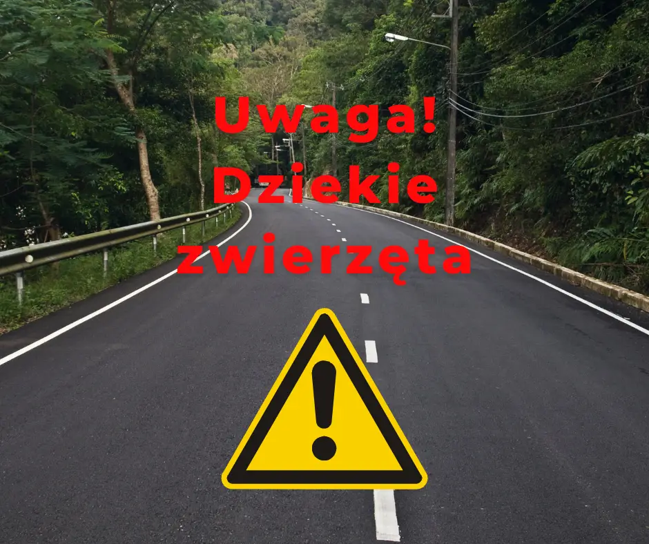 Zagrożenie ze strony dzikich zwierząt na drogach