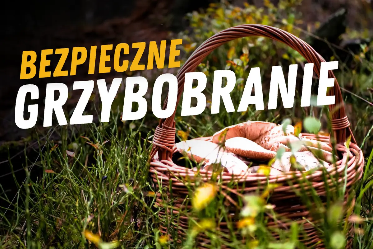 Zasady bezpiecznego grzybobrania w śląskich lasach