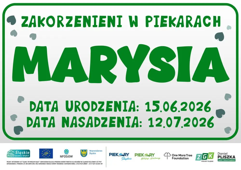 Akcja 'Zakorzenieni w Piekarach' - drzewka z imionami nowonarodzonych dzieci